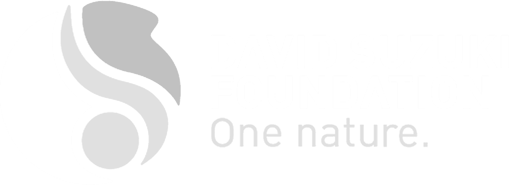 DSF logo